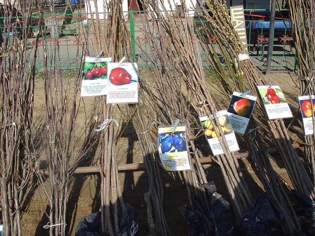 снимок саженцев плодовых деревьев, продаваемых на дорогах в Мытищинском районе